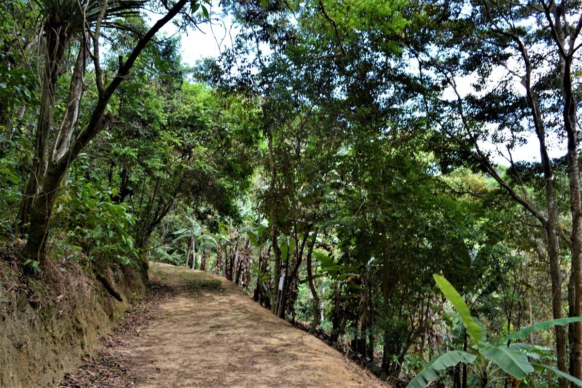 Trilha na mata da serra de Guaramiranga